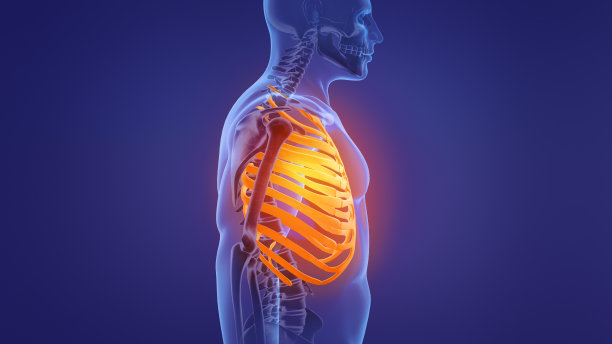 人体骨骼肋骨解剖学图片下载