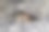 家猫的恐惧图片下载
