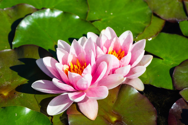 植物,开花,自然,花、水、花瓣,莉莉,夏天,叶子,植物,美丽,湖泊,池塘,荷花,花园,设计、符号、装饰、黄色,向量,插图,季节,明亮,反射,绽放,莲花,植物,花,白色,自然,美丽,睡莲,热带,绿色引入图片下载