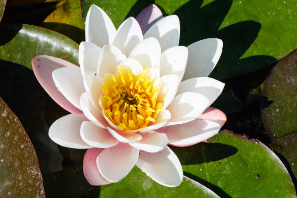 池塘里的睡莲(睡莲)。睡莲属植物睡莲科的一个属。图片下载