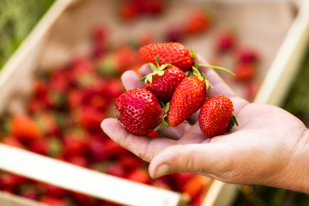 草莓在农夫的手中。有选择性的重点。食物图片下载