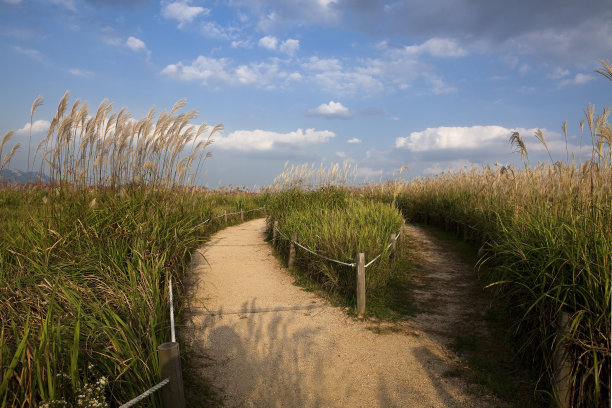 芦苇场图片下载