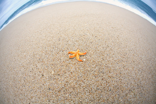 橙色的海星和海浪在沙滩上的沙滩和夏天的大海和海滩景观图片下载