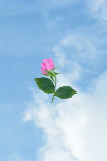 美丽的粉红色玫瑰花和蓝色的天空。图片下载