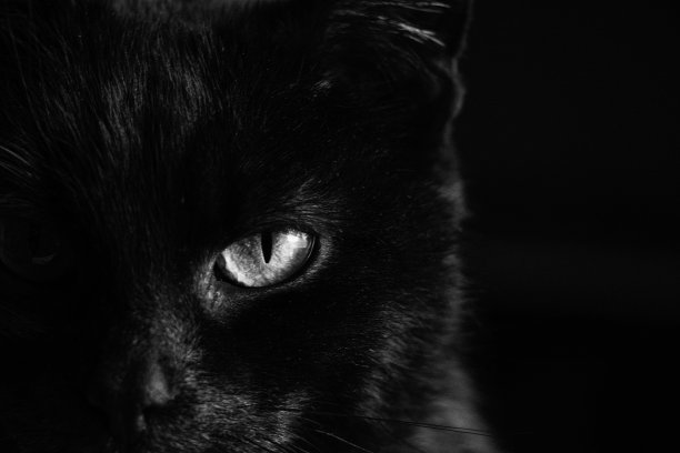 黑猫的肖像在黑暗的背景上特写，一只黑猫的眼睛图片下载