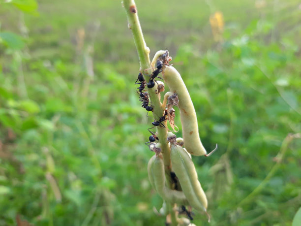 黑蚂蚁走在一棵不结果实的小树的圆木上图片下载