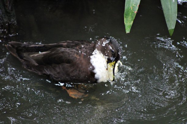 鸭子在水里玩图片下载