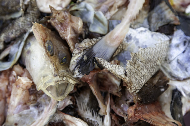 鱼头在垃圾桶里图片下载