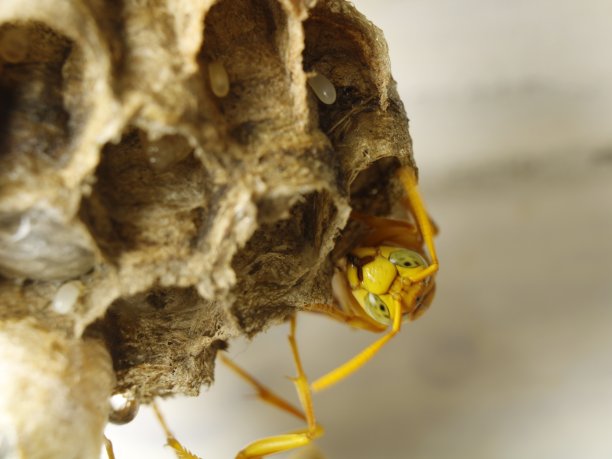 年轻的黄色纸黄蜂在它的网图片下载