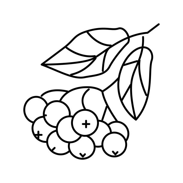 樱桃莓分支线图标矢量插图图片下载