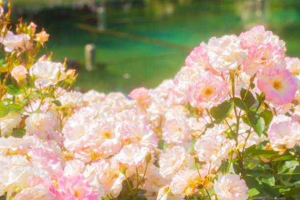 花园里有白色和粉红色的花图片下载