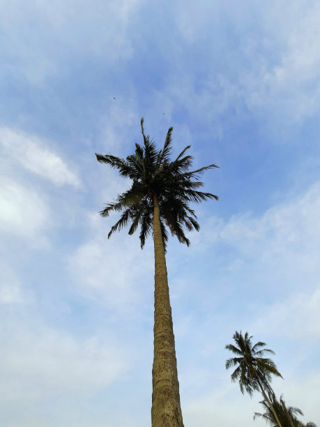 下午晚些时候稻田里的椰子树图片下载