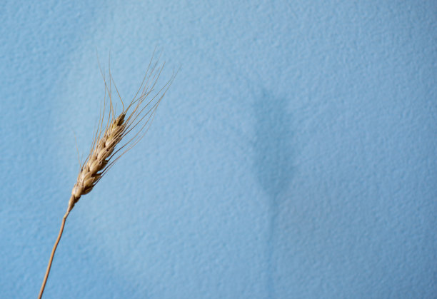 被照亮的黑麦小穗和它在蓝色背景上的阴影。图片下载