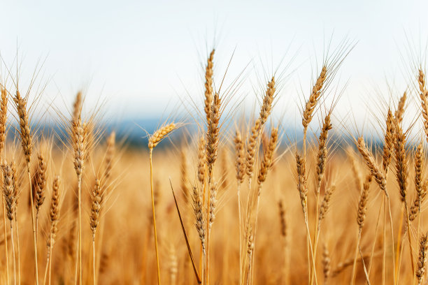 小麦素材图片