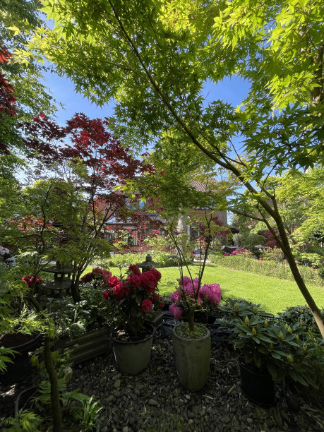 以日本元素为特色的花园中的踏脚石通道，花岗岩灯笼，竹子，鹅卵石，盆景和日本枫树(掌槭槭)，重点放在前景图片下载