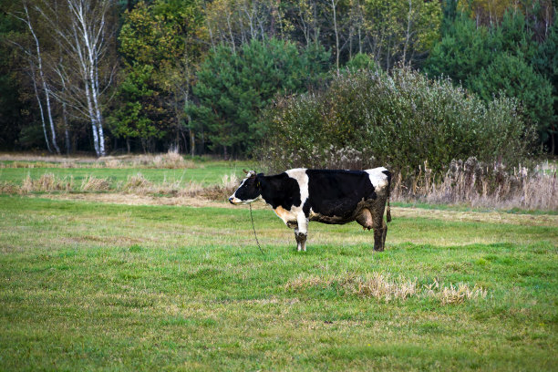 奶牛在阴天吃草图片下载