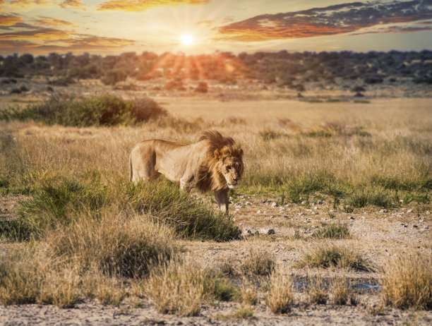 日落时的小狮子图片下载
