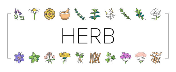 草药天然成分图标设置向量图片下载