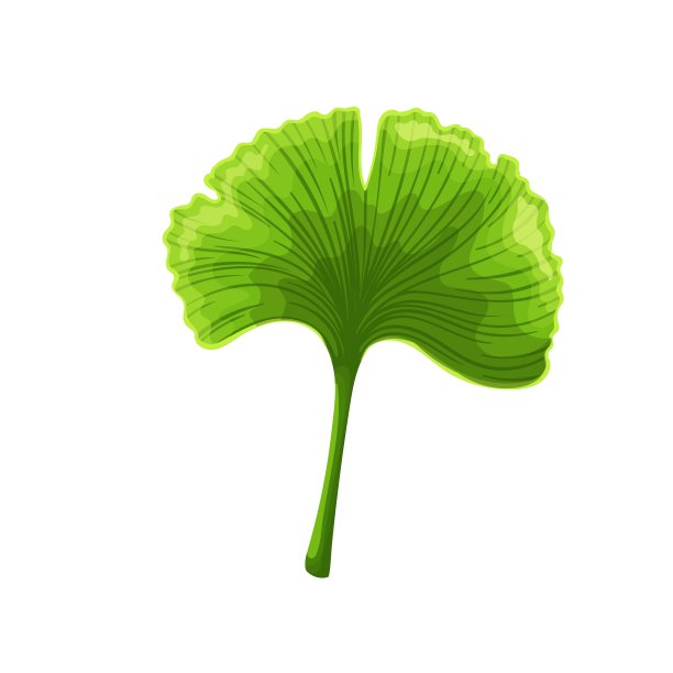 银杏bilobal叶子。图片下载