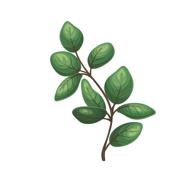 绿色的桉树叶图片下载