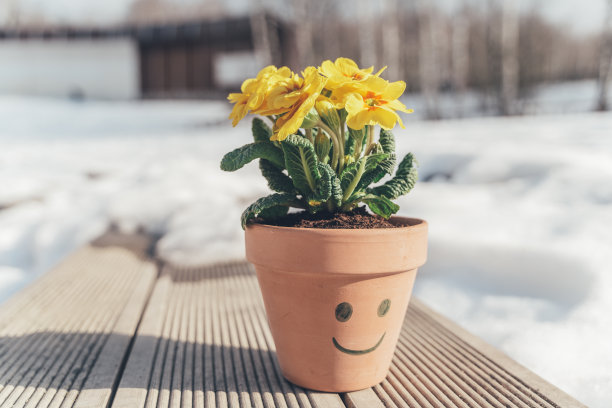 家里的花，植物黄色报春花，报春花在陶瓷花盆在公园的长凳上。春天来了。告别冬天,你好阳光,自然。阳光温暖的一天。幸福的笑脸，眼睛，嘴巴。有趣的概念。走在户外图片下载