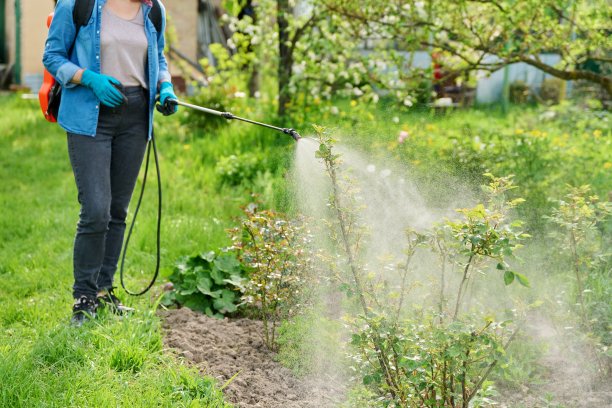 女人背着花园喷枪在压力下处理灌木玫瑰图片下载