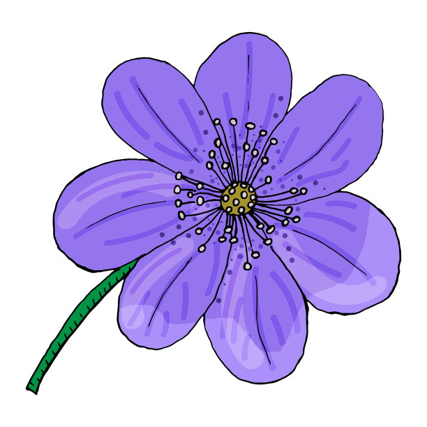 獐耳细辛nobilis元素。手绘春花。娇嫩的芽、花瓣、叶子。图片下载