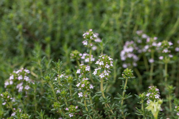 西西里的百里香，药用植物，用于烹饪、芳香疗法、香料和医药的芳香药草，百里香花。高质量的照片图片下载