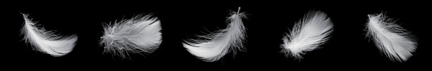 黑色背景上鹅的白色羽毛图片下载