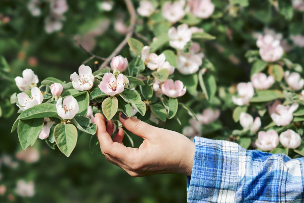 女性手握榅桲花。干尼亚oblonga图片下载