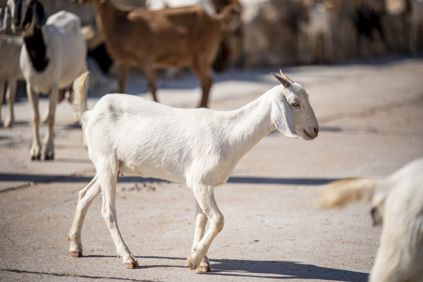 越南平定省的山山羊。图片下载