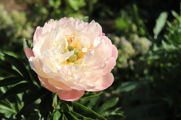 粉红色的夏威夷珊瑚。花园里的牡丹。一朵盛开的牡丹花与绿色的背景配合得非常完美。春天的背景。盛开,春天,植物。花图的概念。贺卡。图片下载