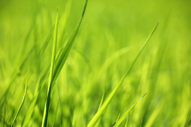 浅绿的草在阳光下，模糊了背景图片下载
