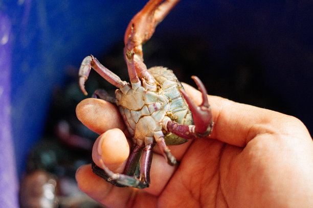 泰国的小螃蟹图片下载