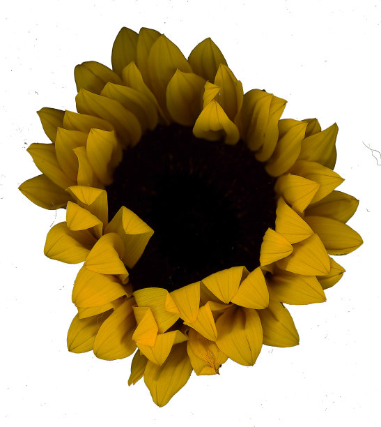 只有葵花图片下载