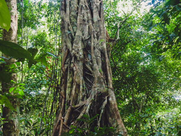 在热带雨林股票照片上的一棵树上的扶壁根图片下载