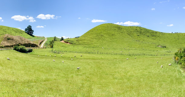新西兰怀奥塔普国家公园附近的怀曼古路，一群羊在绿色农场里吃草图片下载