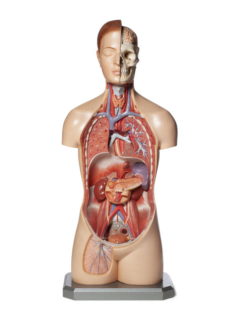 人体器官解剖模型。图片下载