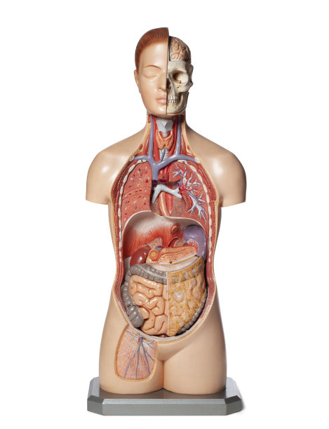 人体器官解剖模型。图片下载