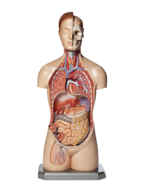 人体器官解剖模型。图片下载