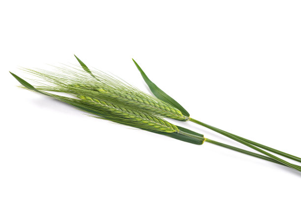 大麦的耳朵图片下载