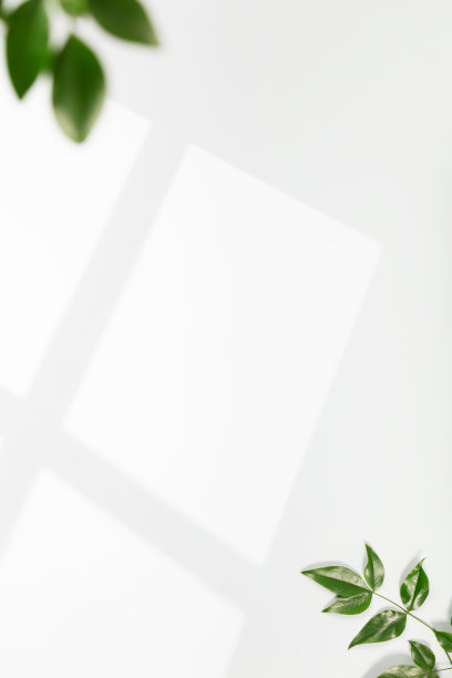 白墙上和绿叶上的窗影。用于展示的时尚背景图片下载