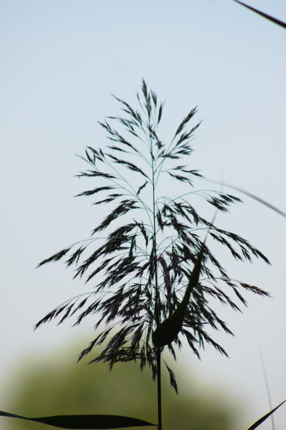 普通芦苇种子的特写与蓝天为背景图片下载