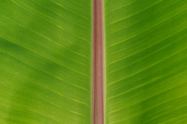 香蕉叶纹理作为背景图片下载