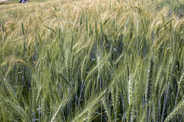 金色麦田的照片图片下载