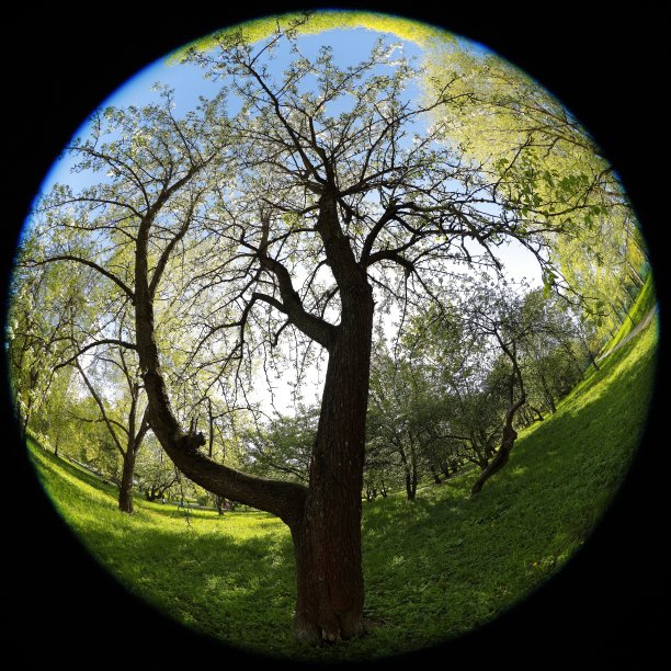 在天空。用鱼眼镜头拍摄，以产生特殊的平板效果。春天开花的梨树和新鲜的空气感觉和清澈的蓝天显示在图片上。图片下载