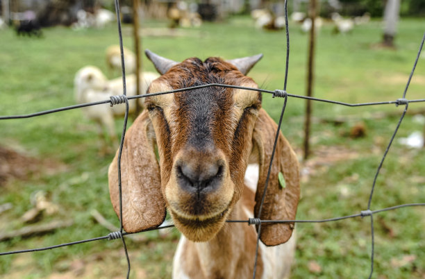 山羊在笼子里，向外看。图片下载