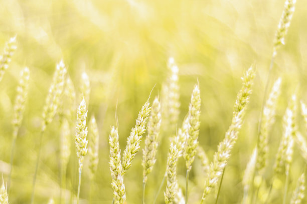 麦田与成熟的小麦特写。小麦穗的水平着色照片图片下载