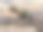 Concavenator恐龙行走在沙漠- 3D渲染图片下载