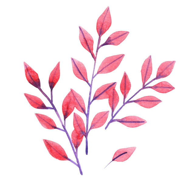 一束秋季红叶水彩装饰秋季季节和感恩节。图片下载